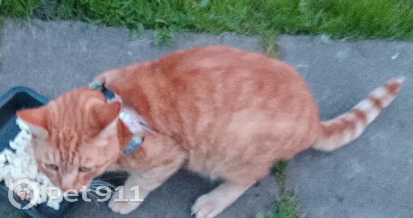 Найдена кошка в Вологде — фото объявления