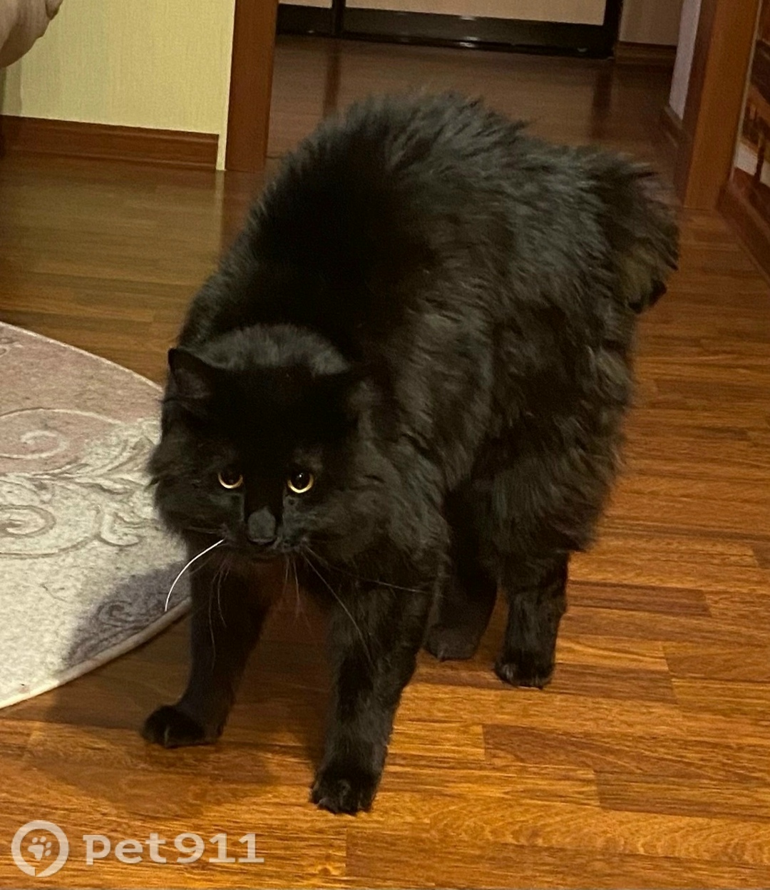 Пропала кошка в Вологде — фото объявления