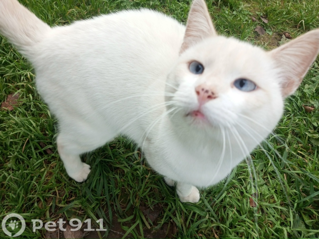 Найдена кошка в Вологде — фото объявления