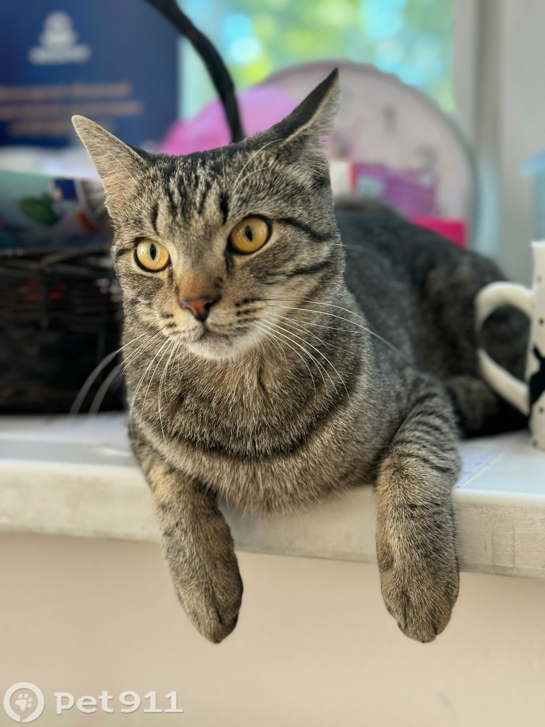 Пропала кошка в Вологде — фото объявления