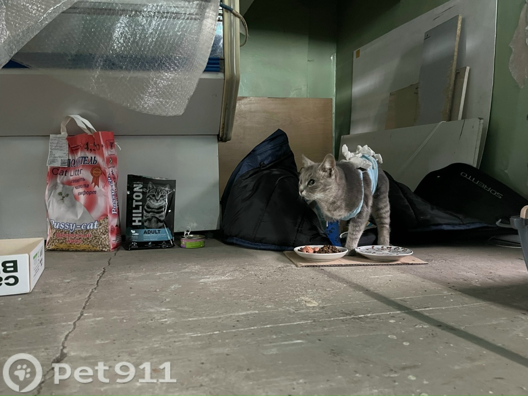 Пропала кошка в Вологде — фото объявления