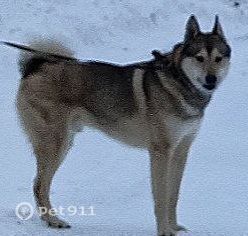 Пропала собака в Вологде — фото объявления