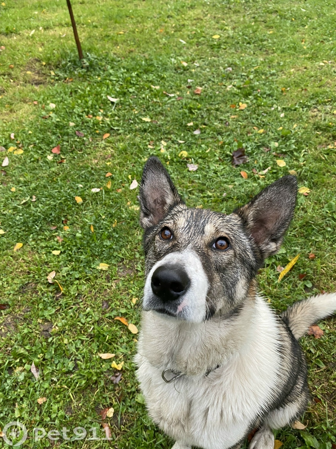 Найдена собака в Вологде — фото объявления