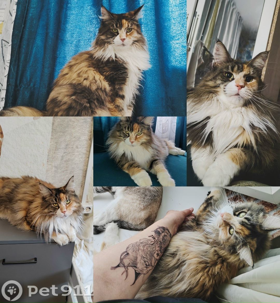 Пропала кошка в Вологде — фото объявления