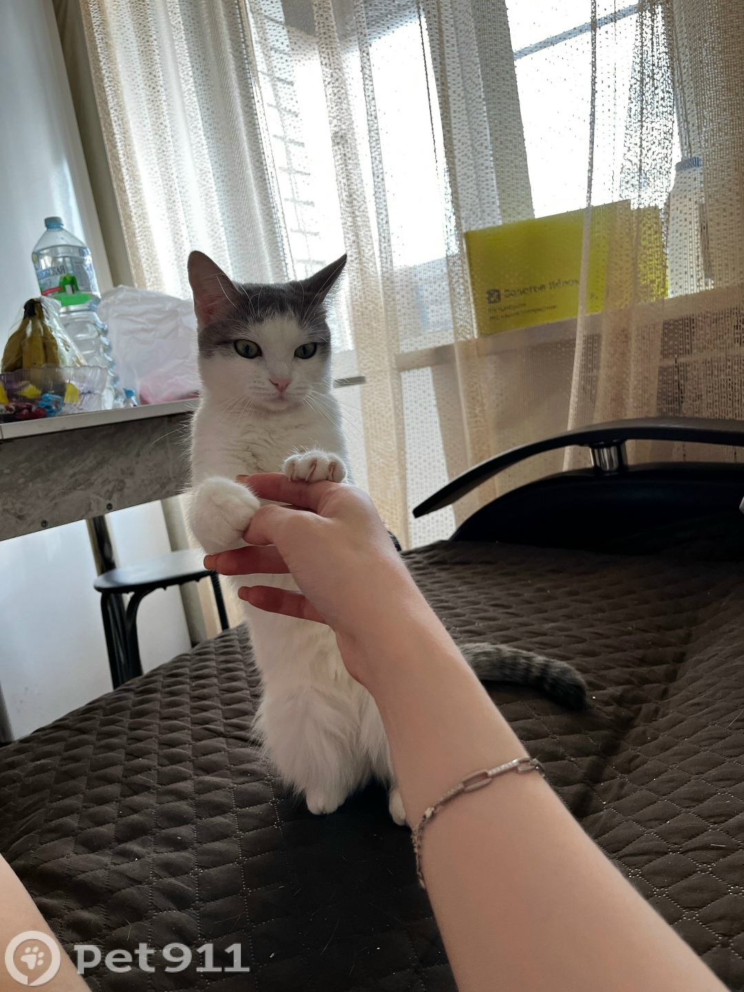 Пропала кошка в Вологде — фото объявления