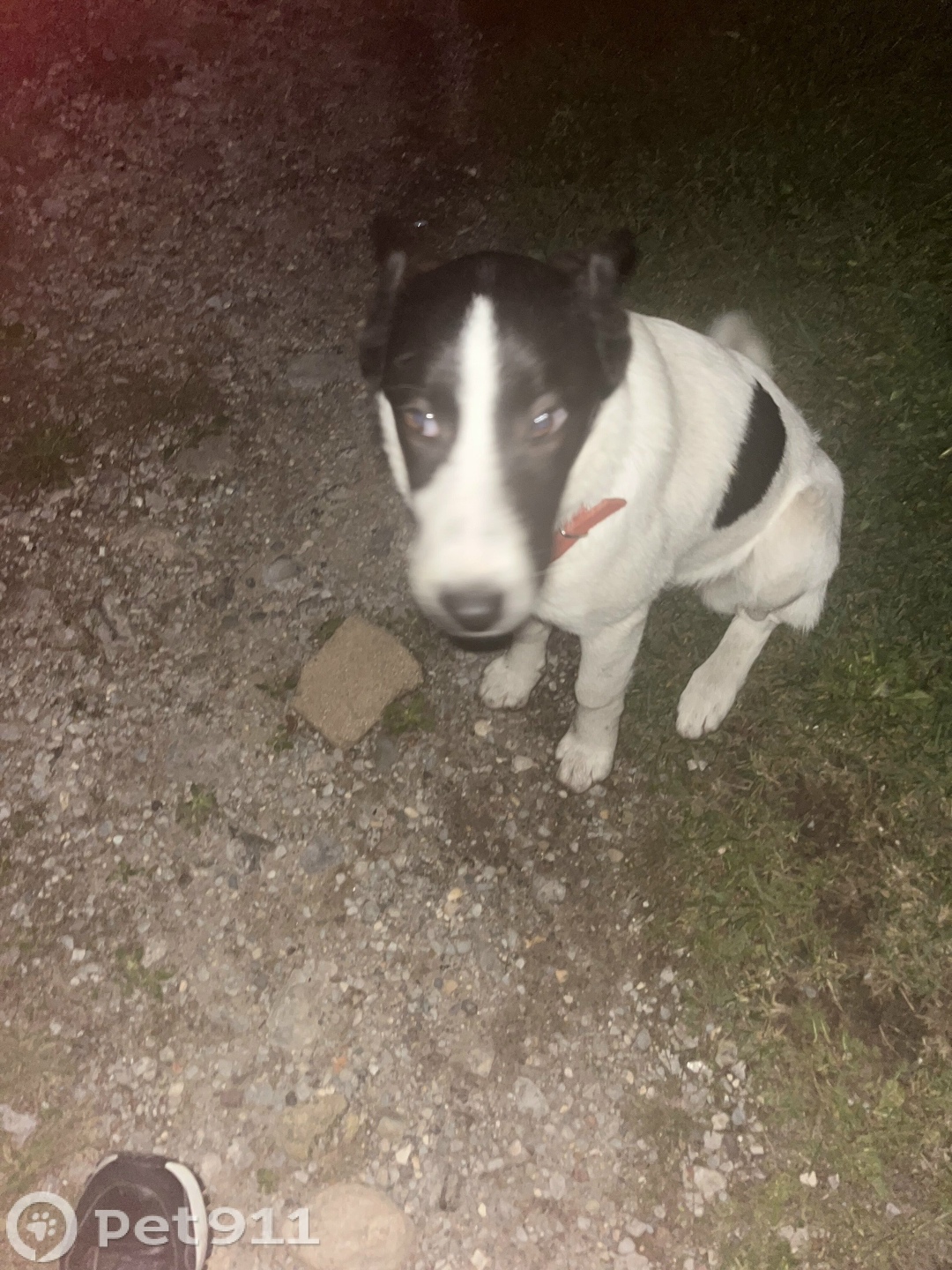 Найдена собака в Вологде — фото объявления