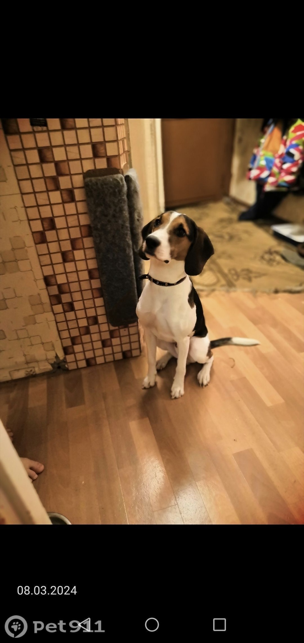 Пропала собака в Вологде — фото объявления