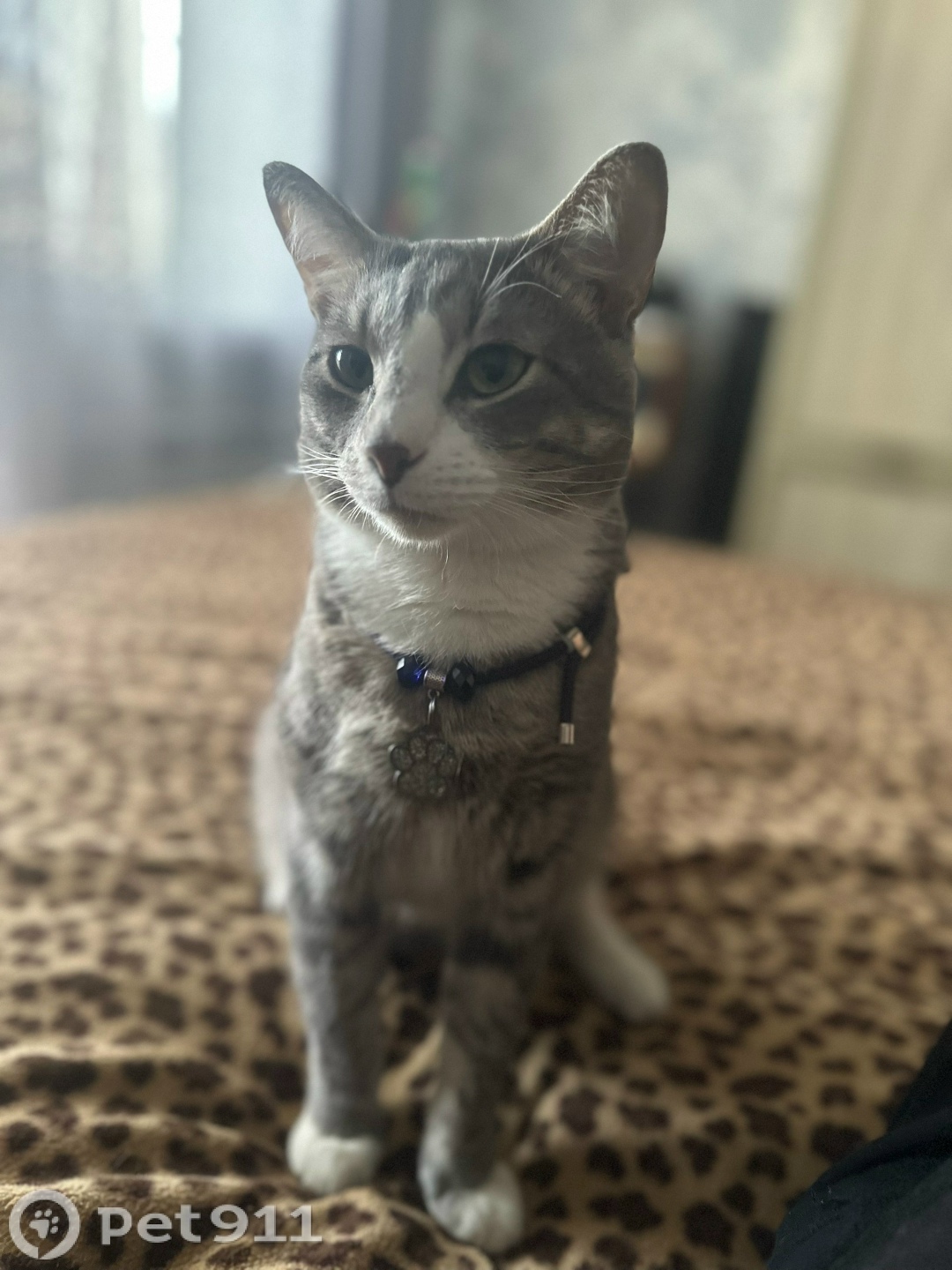 Пропала кошка в Вологде — фото объявления