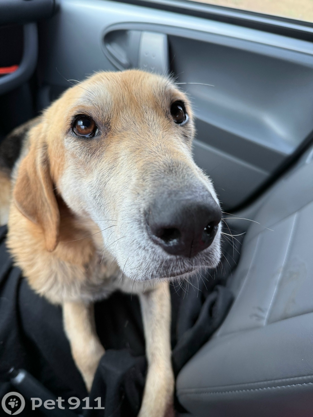 Найдена собака в Вологде — фото объявления