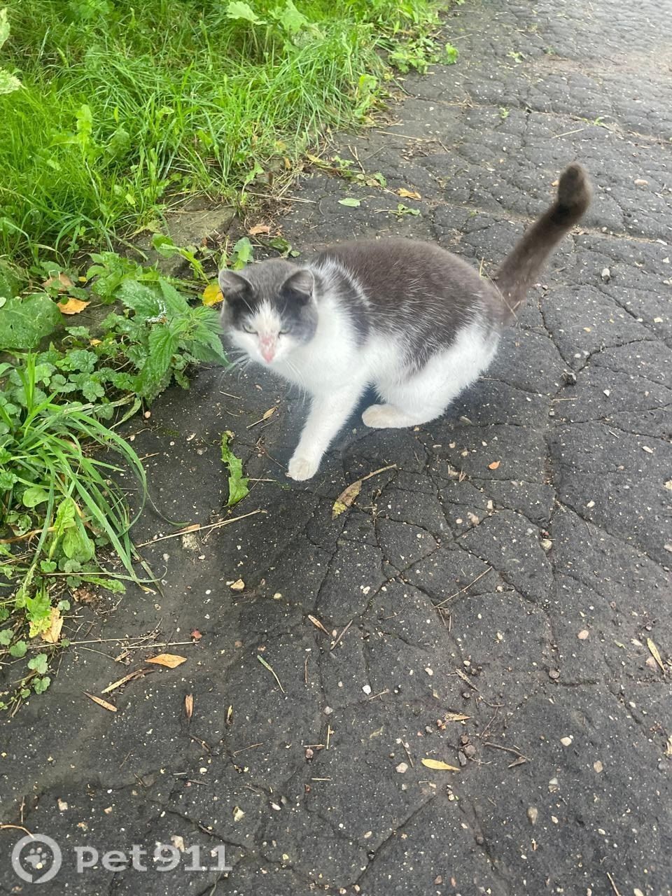 Найдена кошка в Вологде — фото объявления