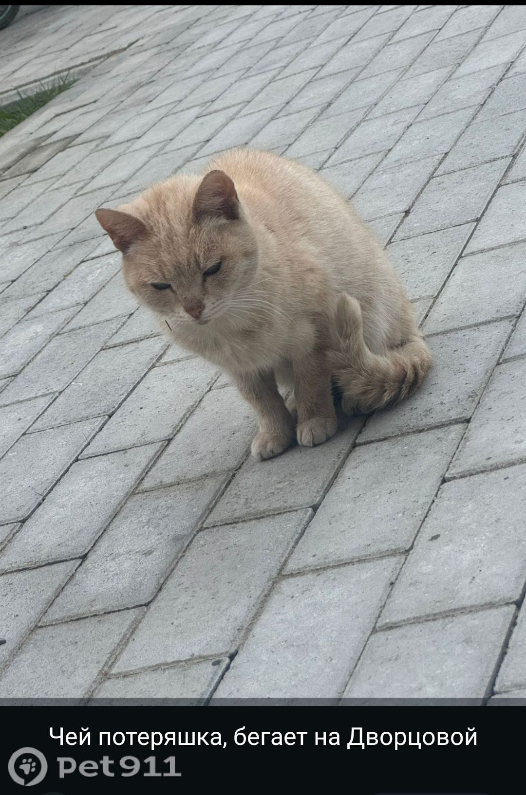 Найдена кошка в Вологде — фото объявления