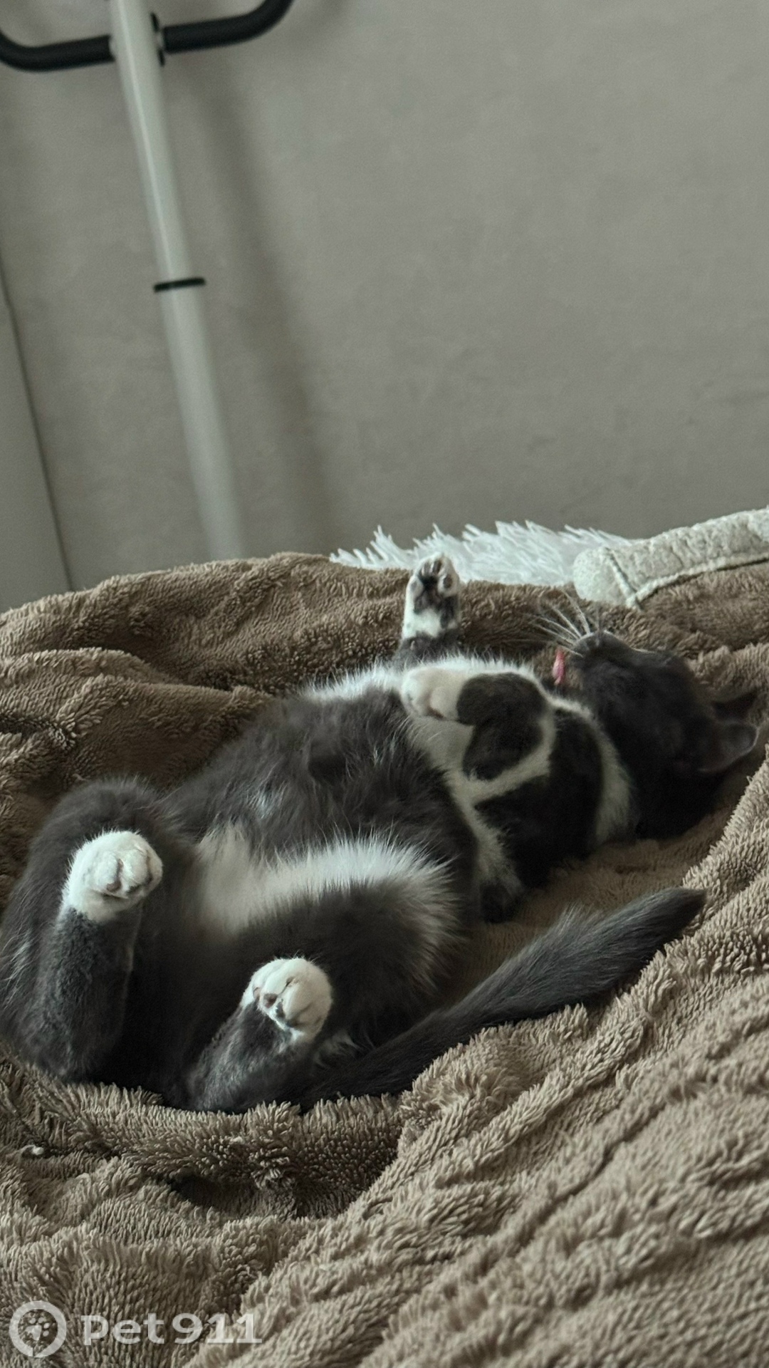 Найдена кошка в Вологде — фото объявления