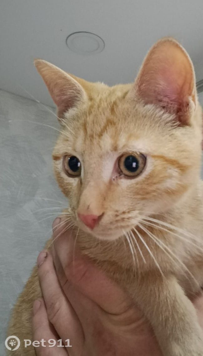 Найдена кошка в Вологде — фото объявления