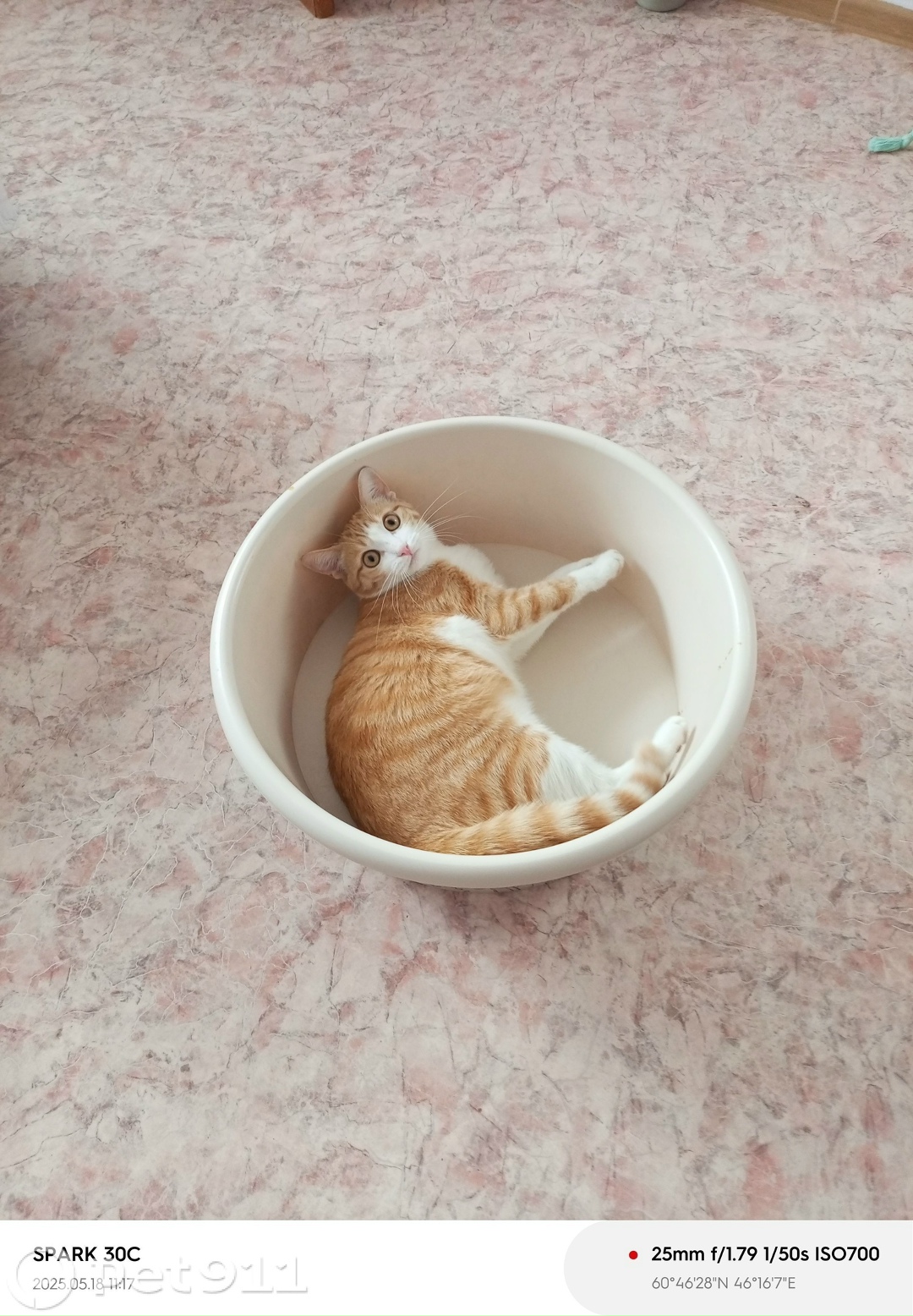 Пропала кошка в Вологде — фото объявления