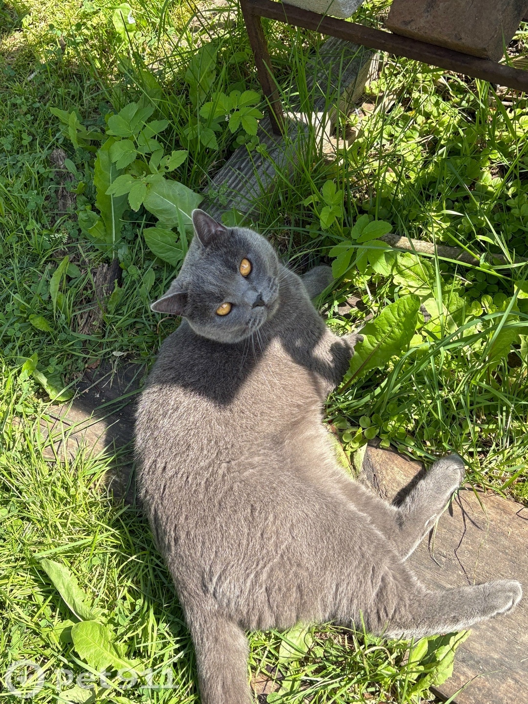 Пропала кошка в Вологде — фото объявления