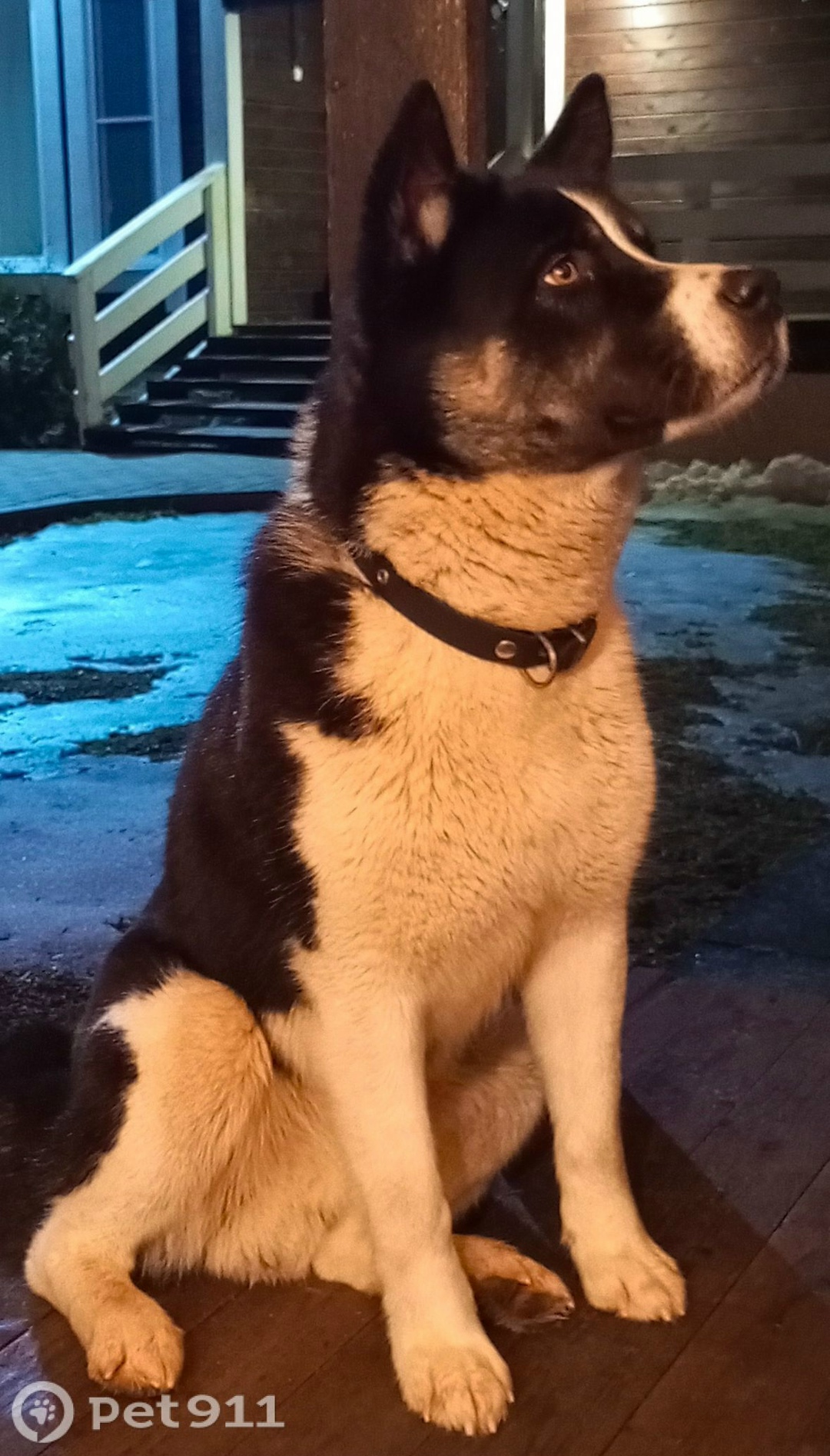 Пропала собака в Вологде — фото объявления