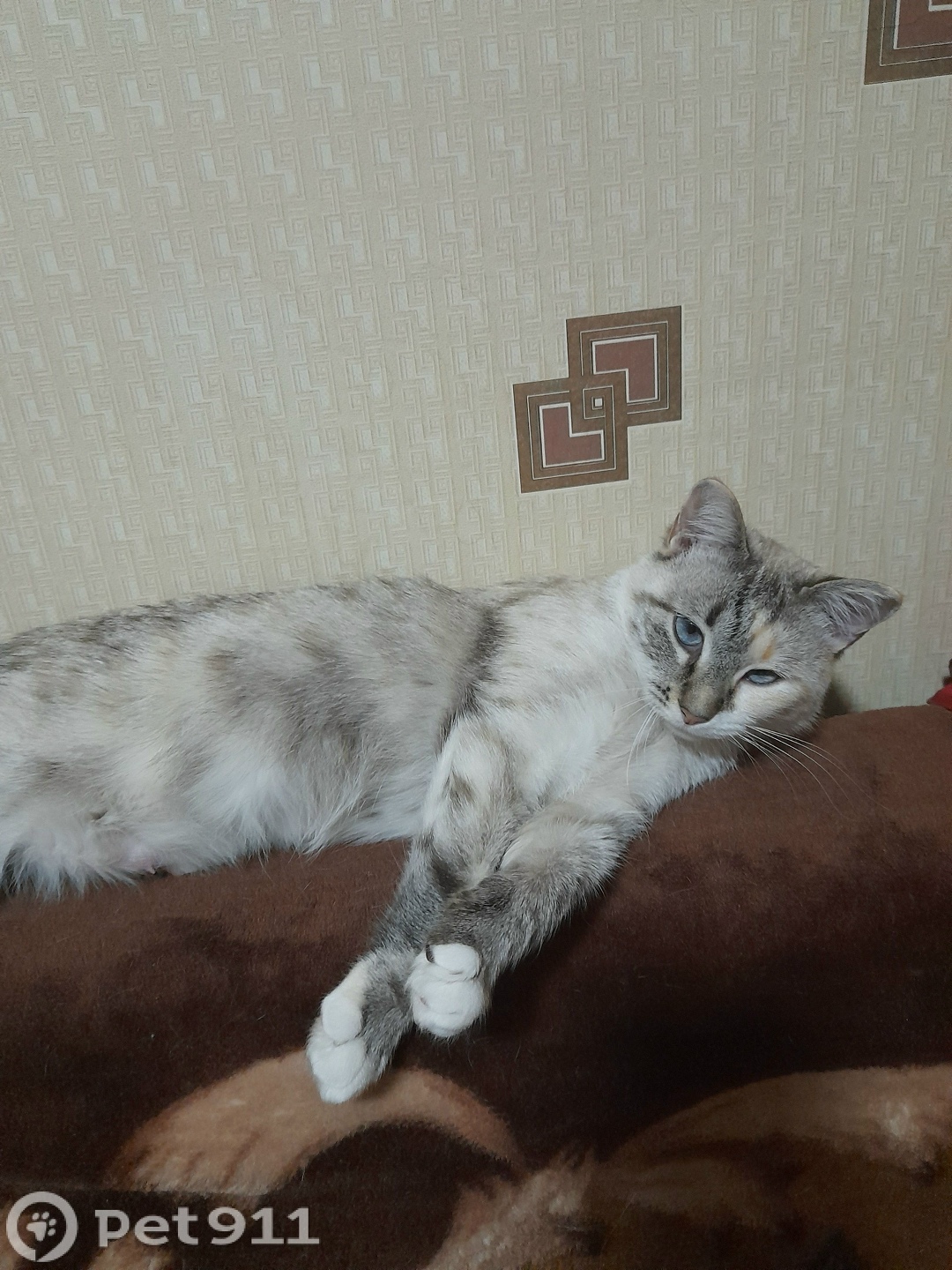 Пропала кошка в Вологде — фото объявления