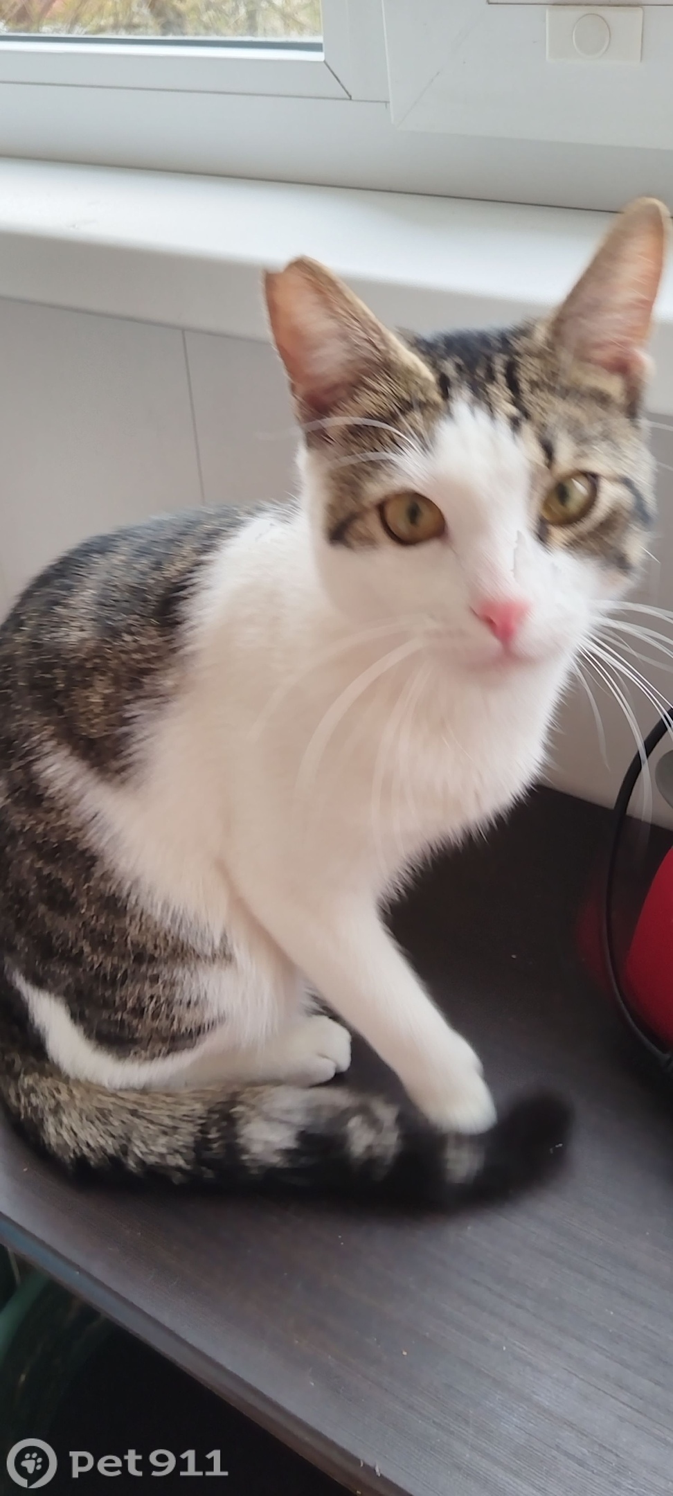 Пропала кошка в Вологде — фото объявления