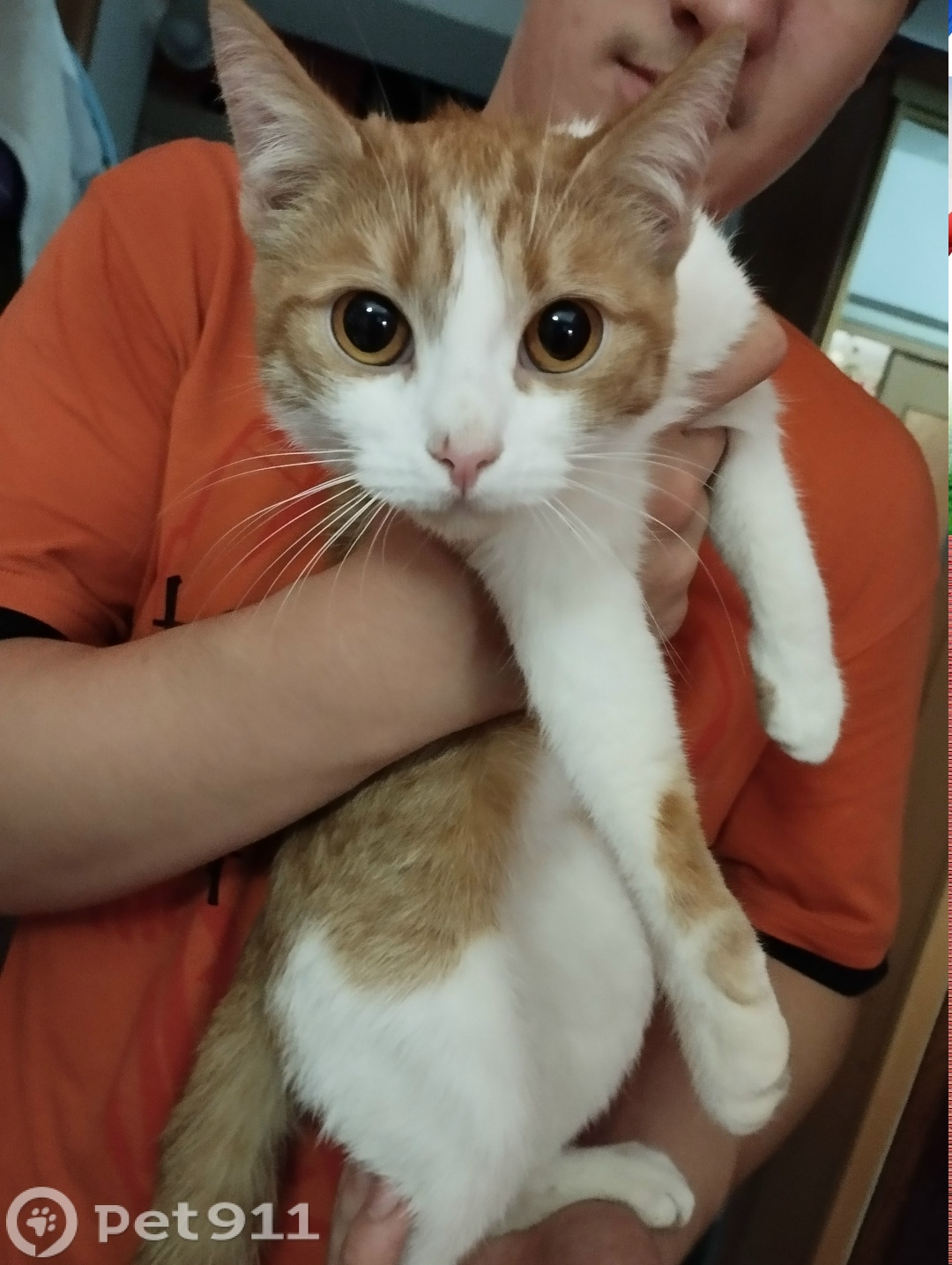 Найдена кошка в Вологде — фото объявления