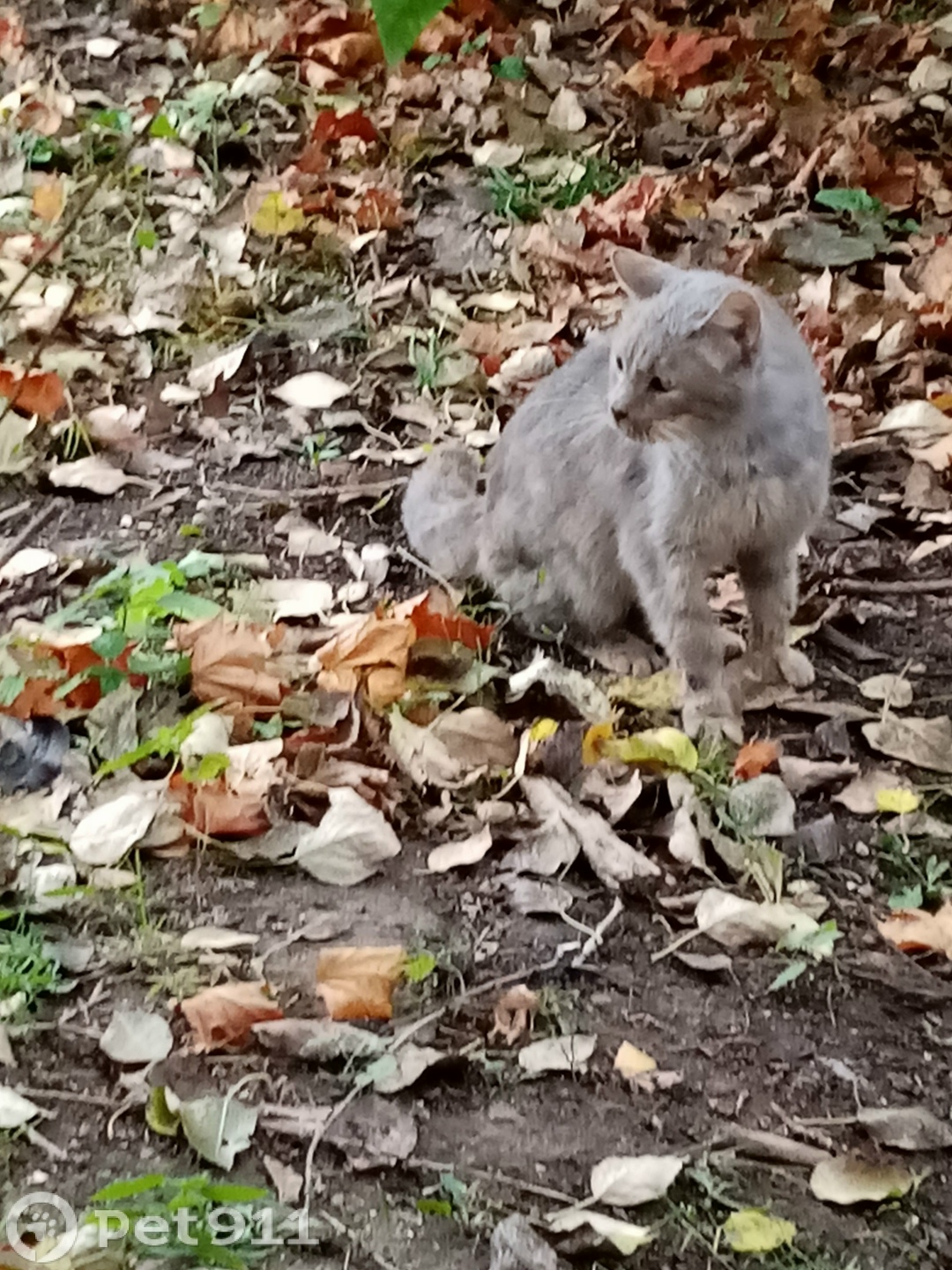 Найдена кошка в Вологде — фото объявления