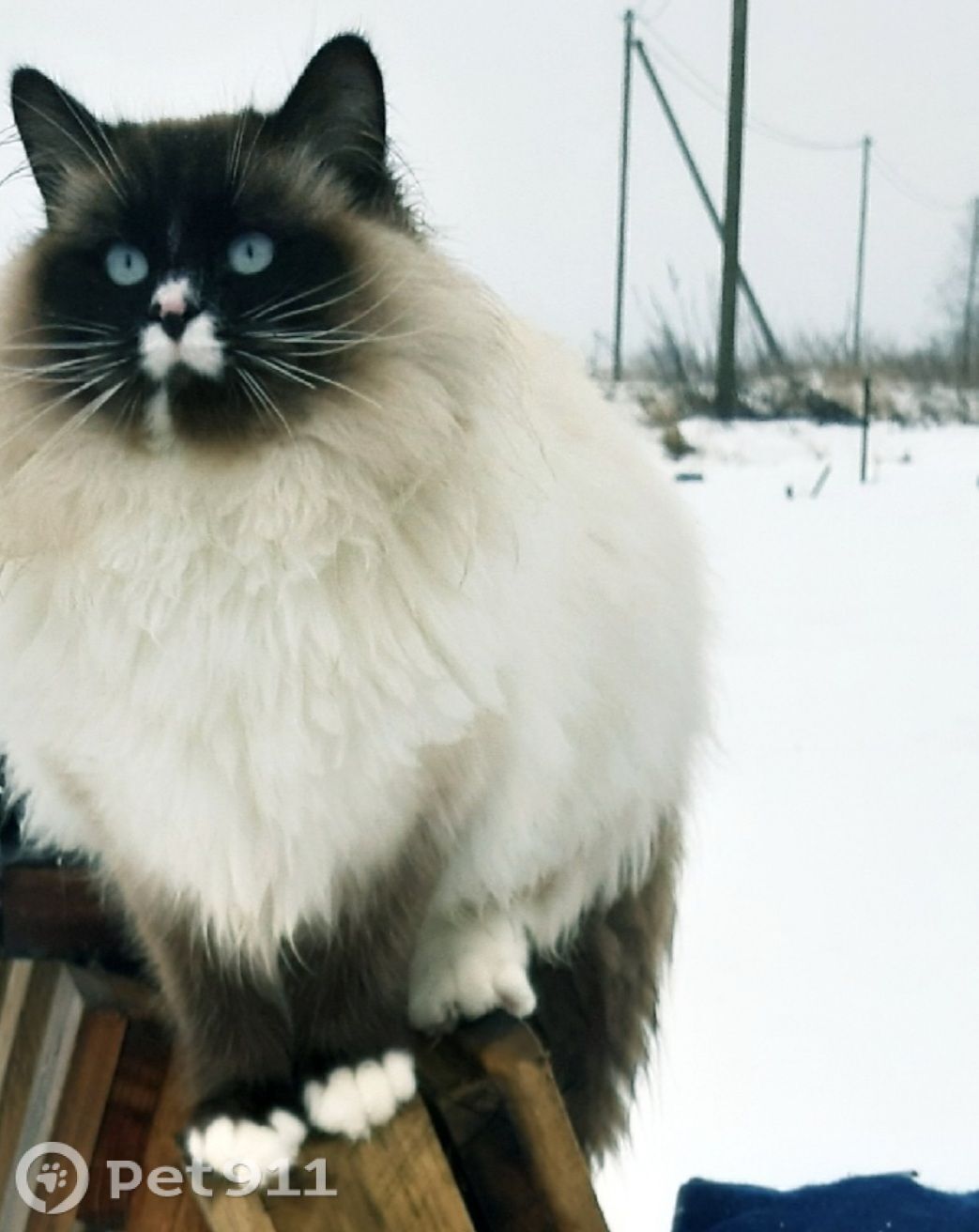 Пропала кошка в Вологде — фото объявления