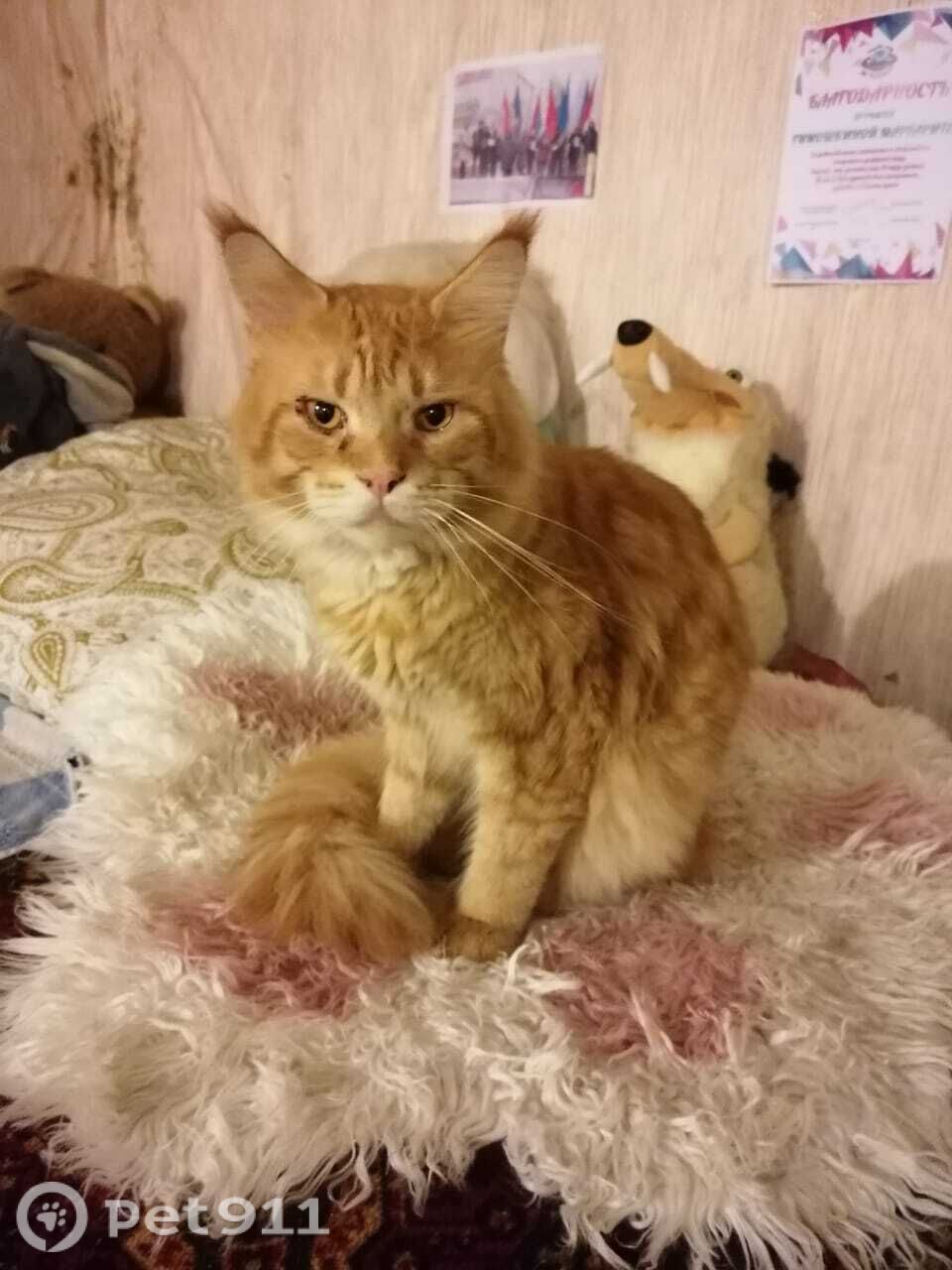 Найдена кошка в Вологде — фото объявления