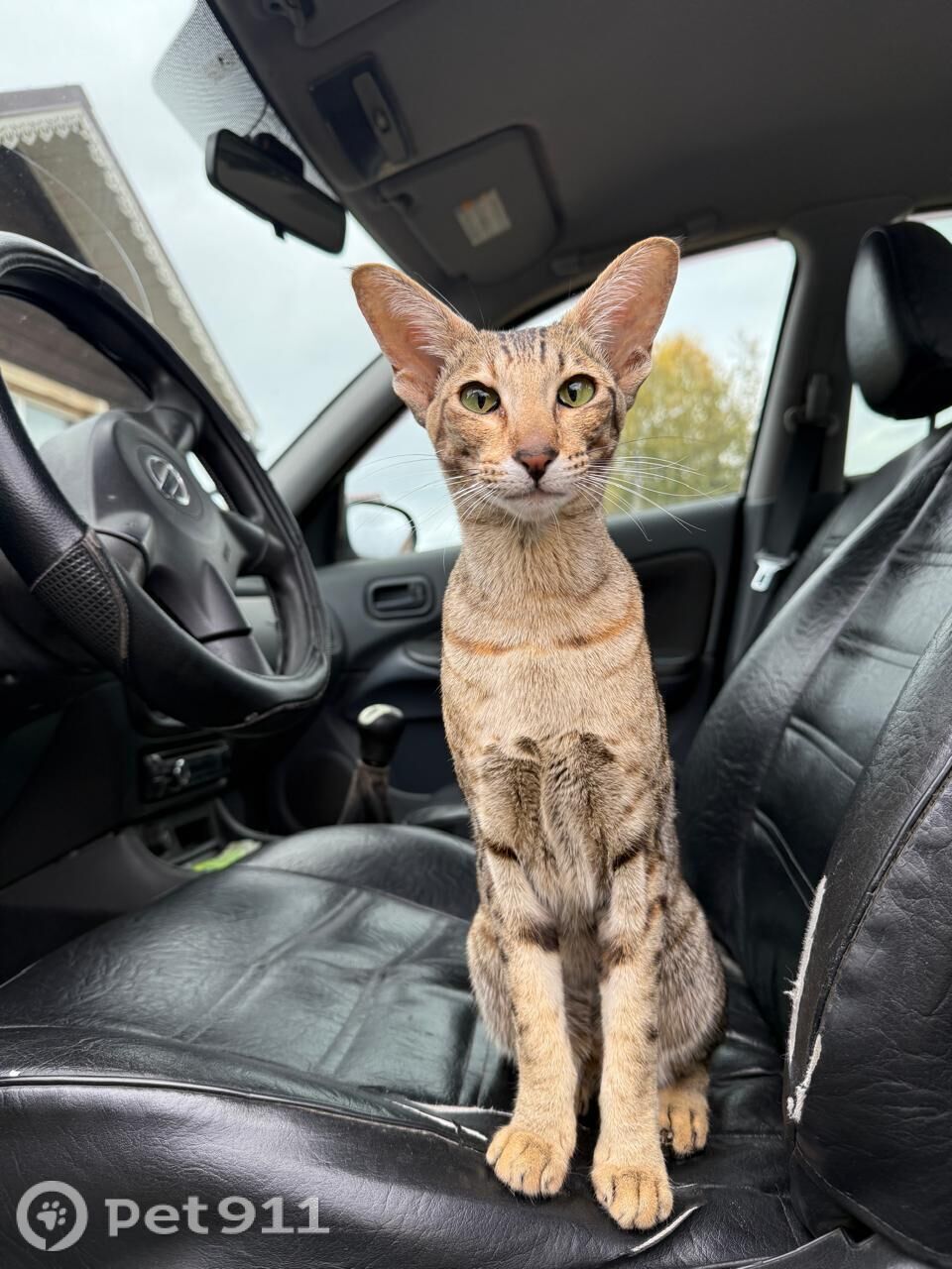 Пропала кошка в Вологде — фото объявления