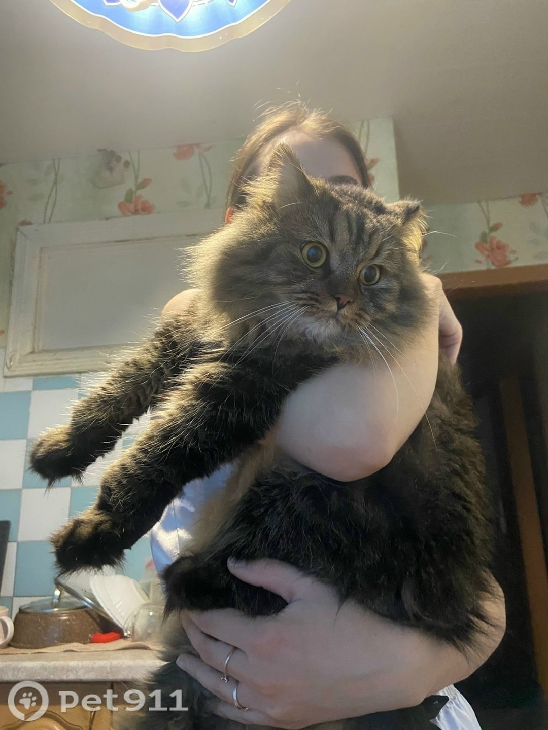 Пропала кошка в Вологде — фото объявления