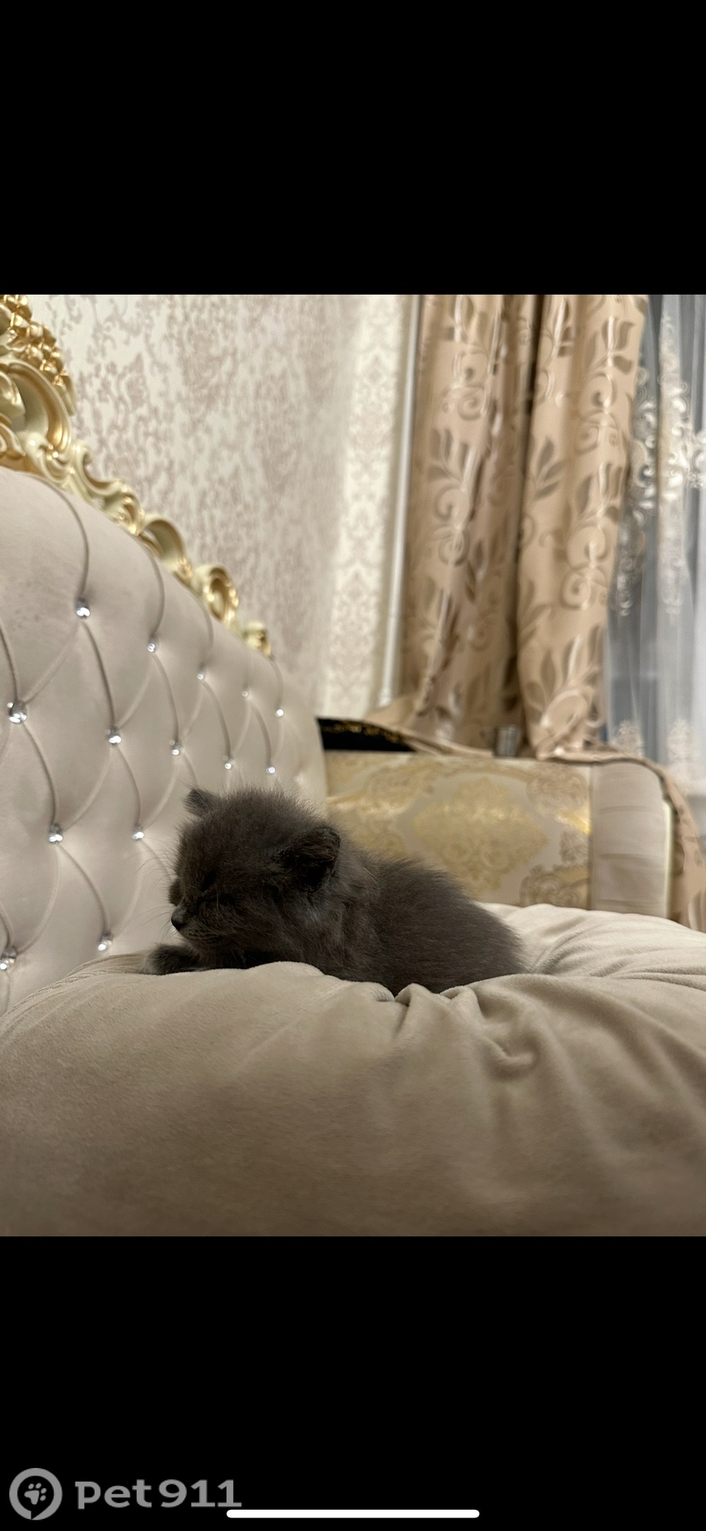 Пропала кошка в Вологде — фото объявления