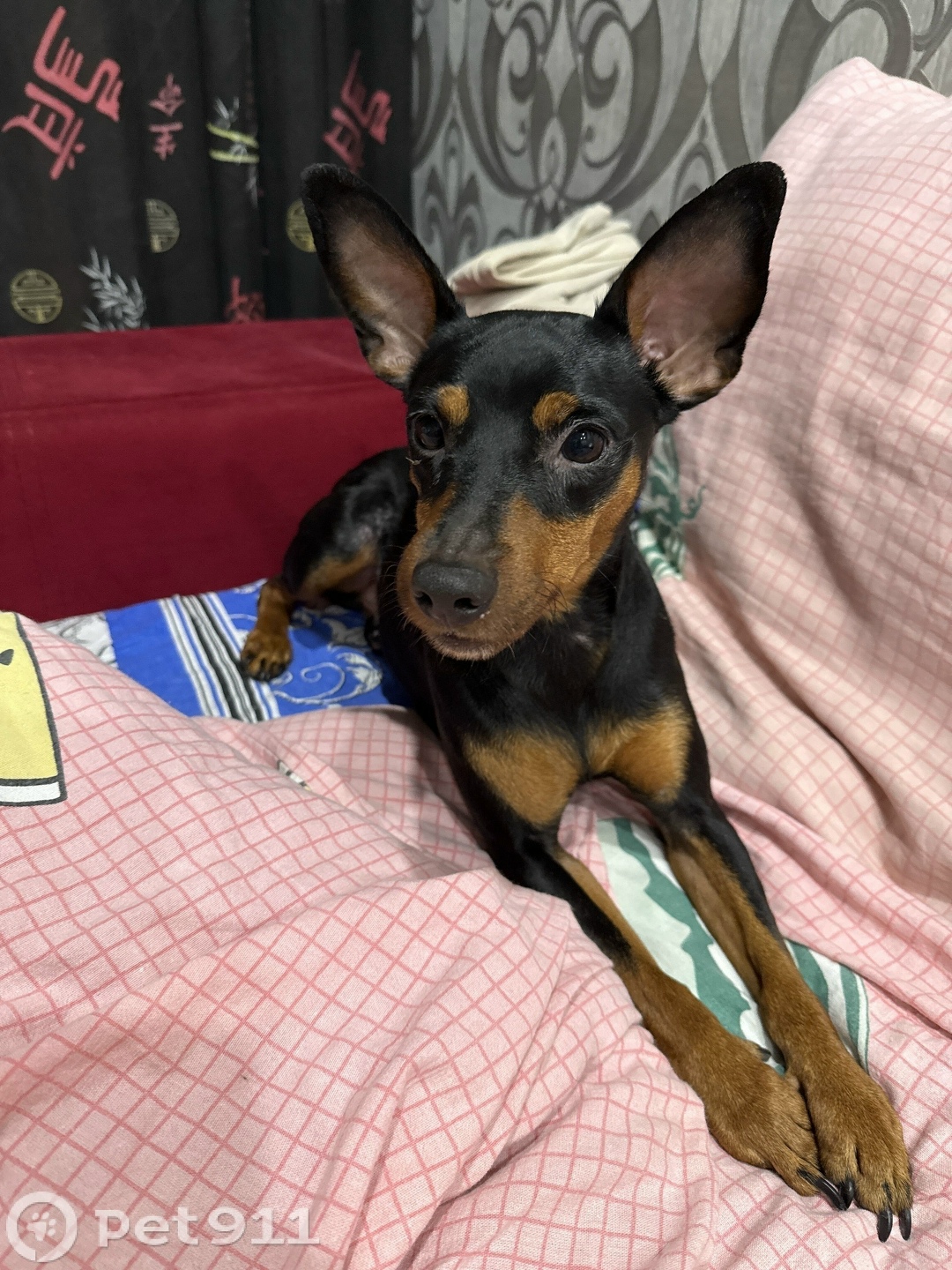 Найдена собака в Вологде — фото объявления