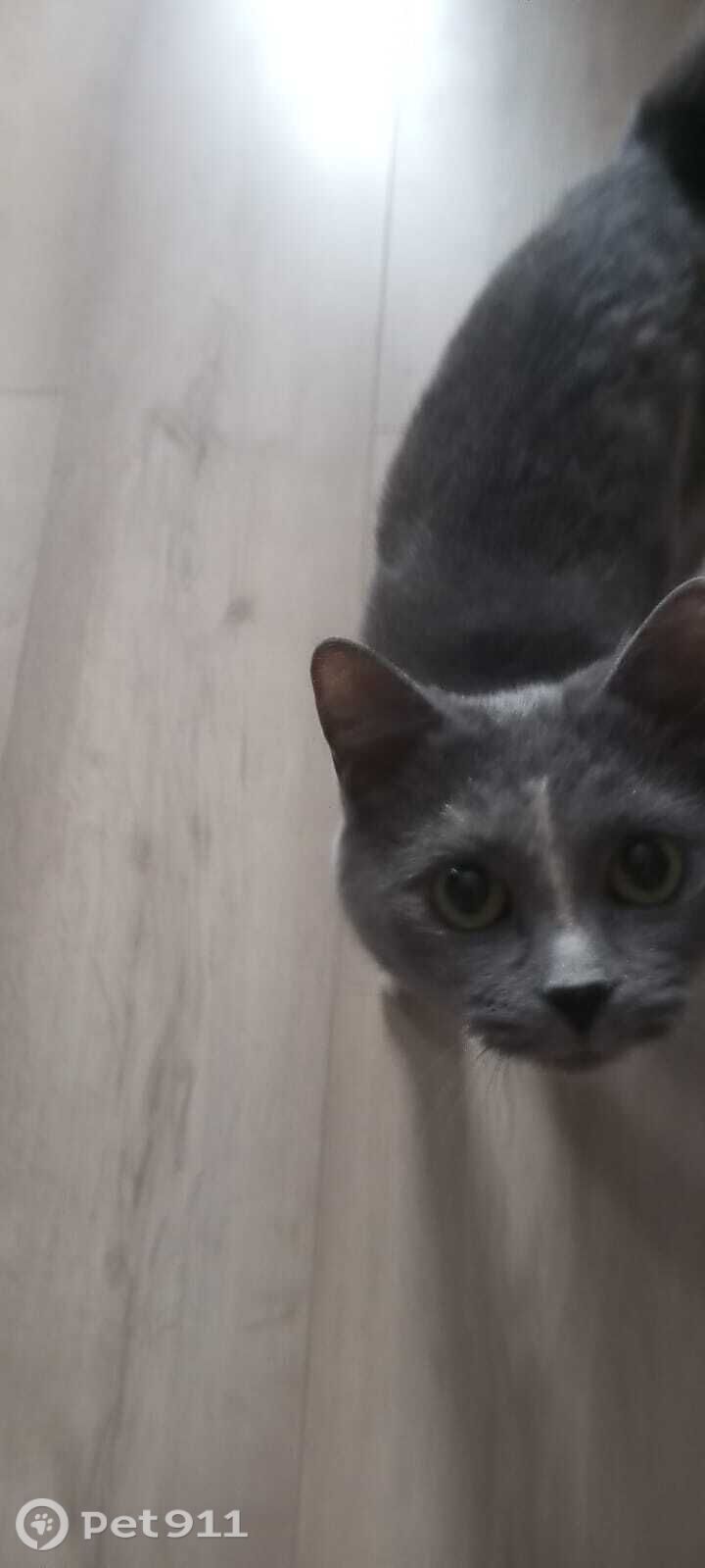 Пропала кошка в Вологде — фото объявления