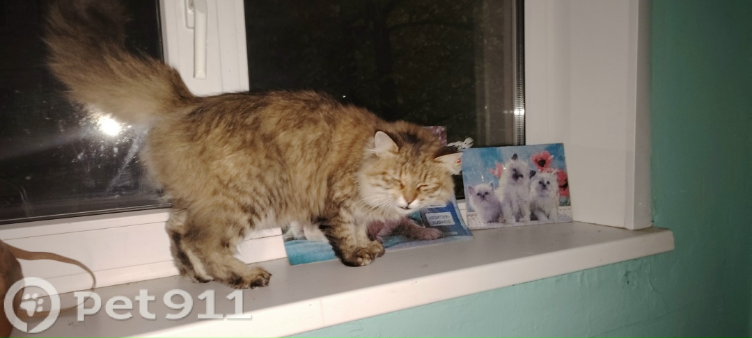 Найдена кошка в Вологде — фото объявления