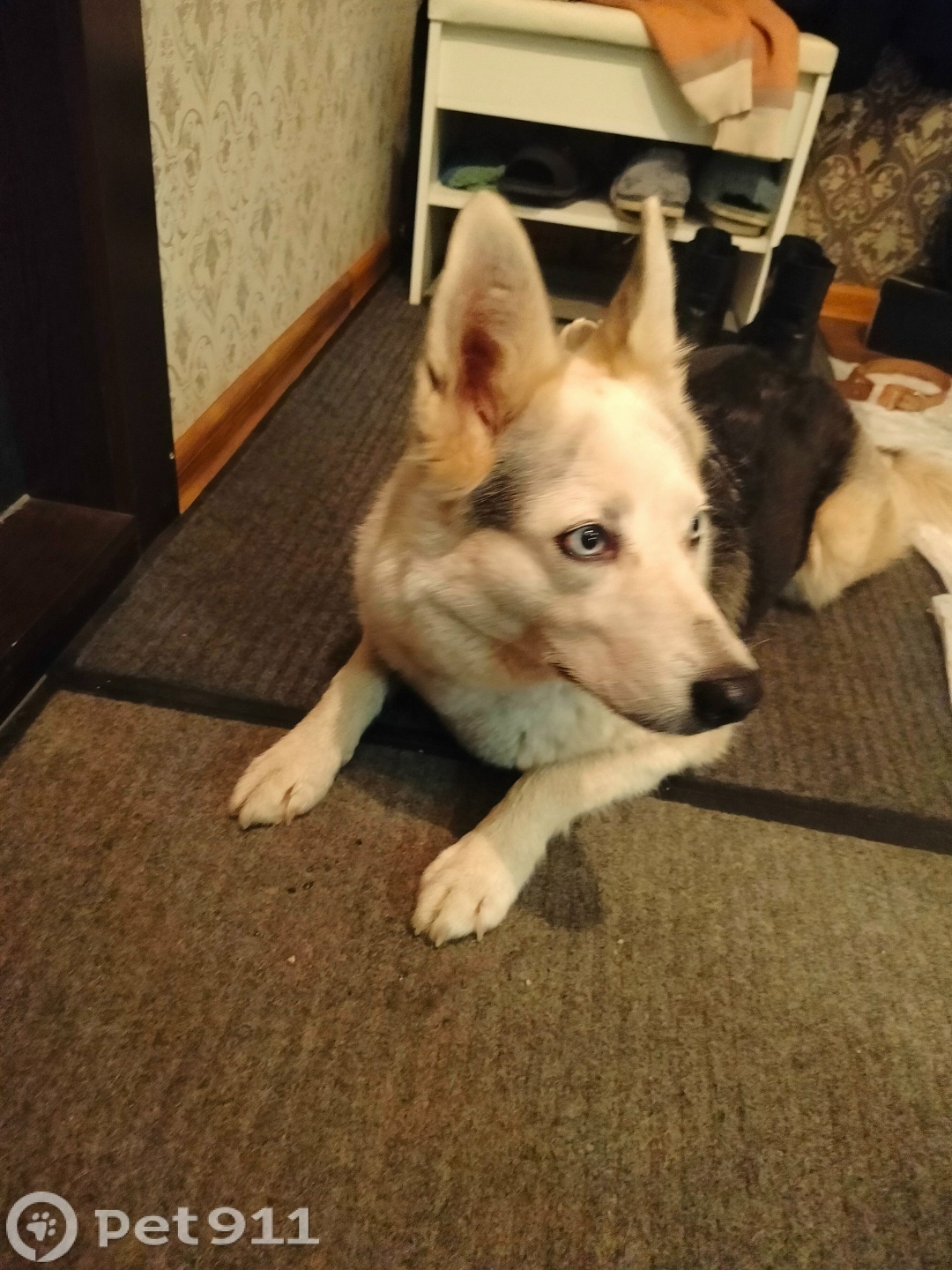 Пропала собака в Вологде — фото объявления