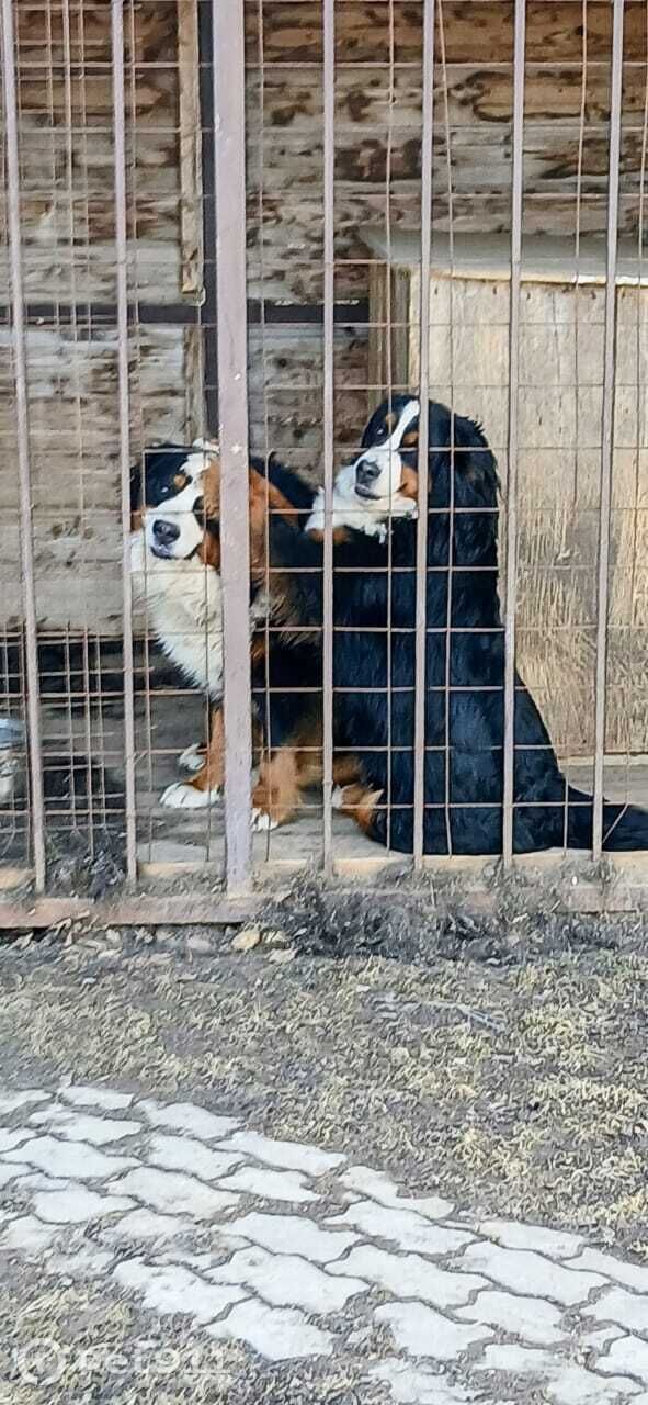 Пропала собака в Вологде — фото объявления