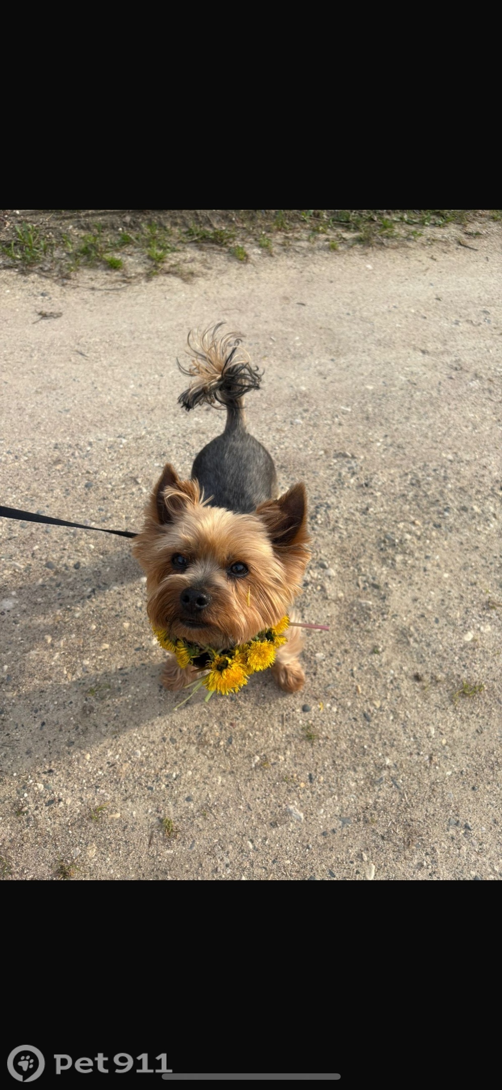 Пропала собака в Вологде — фото объявления
