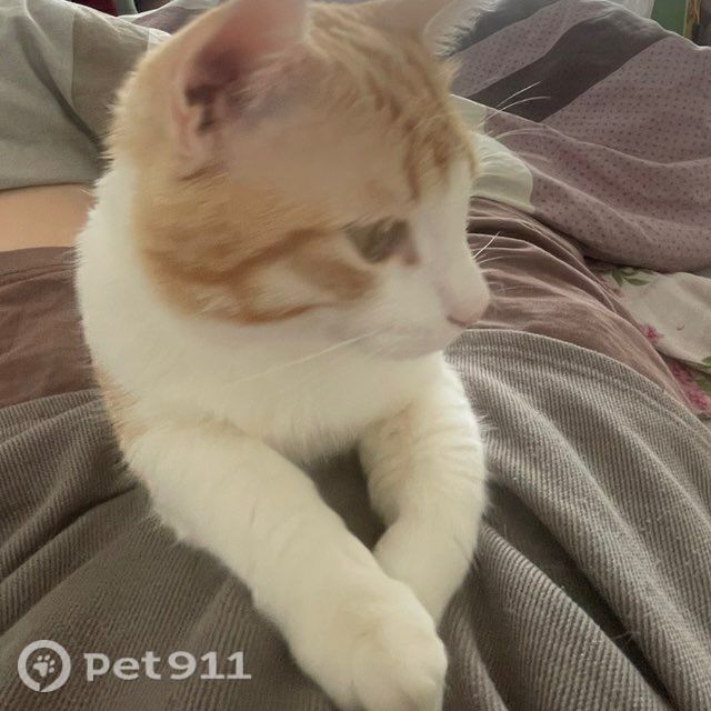 Пропала кошка в Вологде — фото объявления