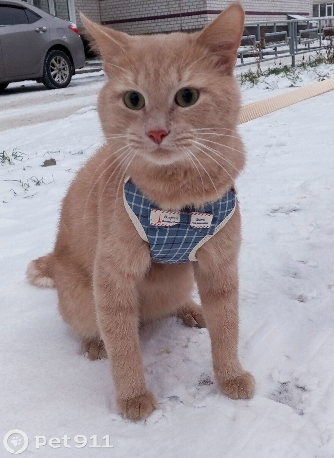 Пропала кошка в Вологде — фото объявления