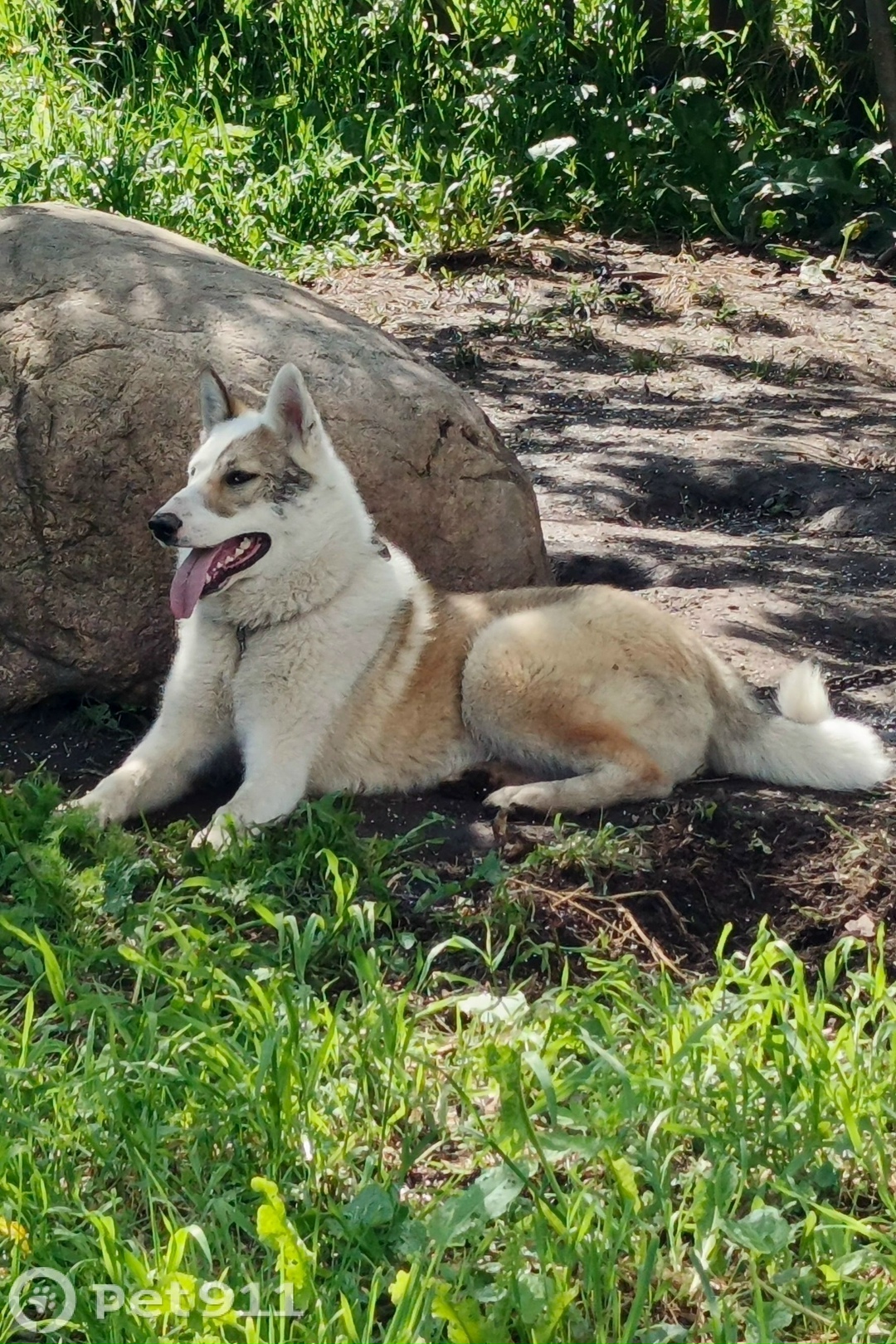 Пропала собака в Вологде — фото объявления