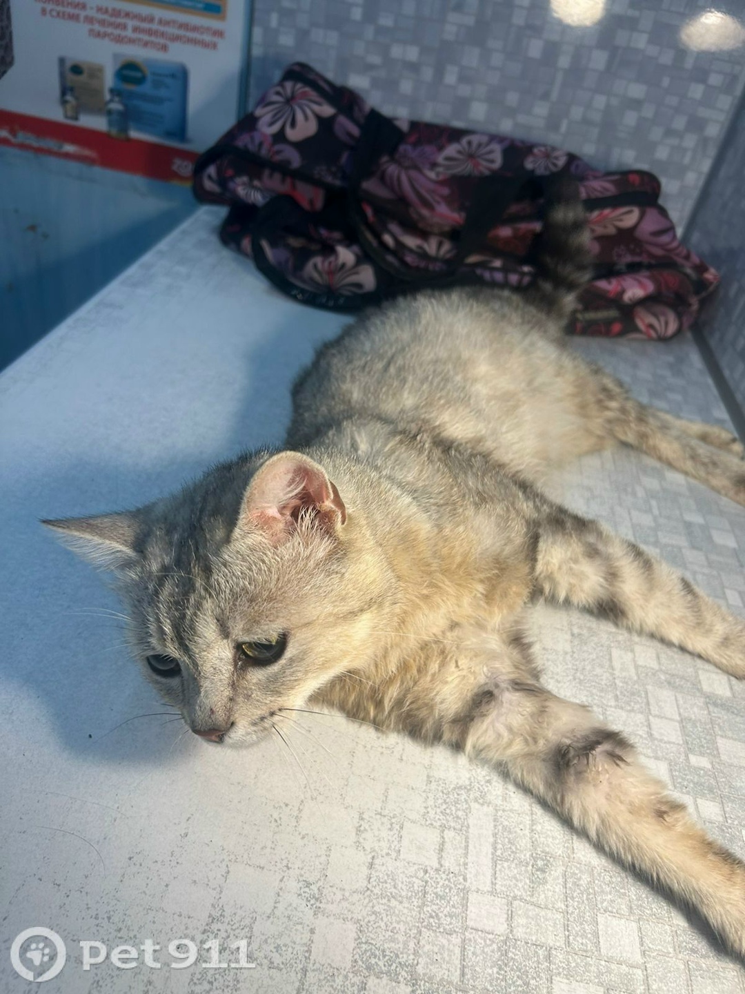 Найдена кошка в Вологде — фото объявления