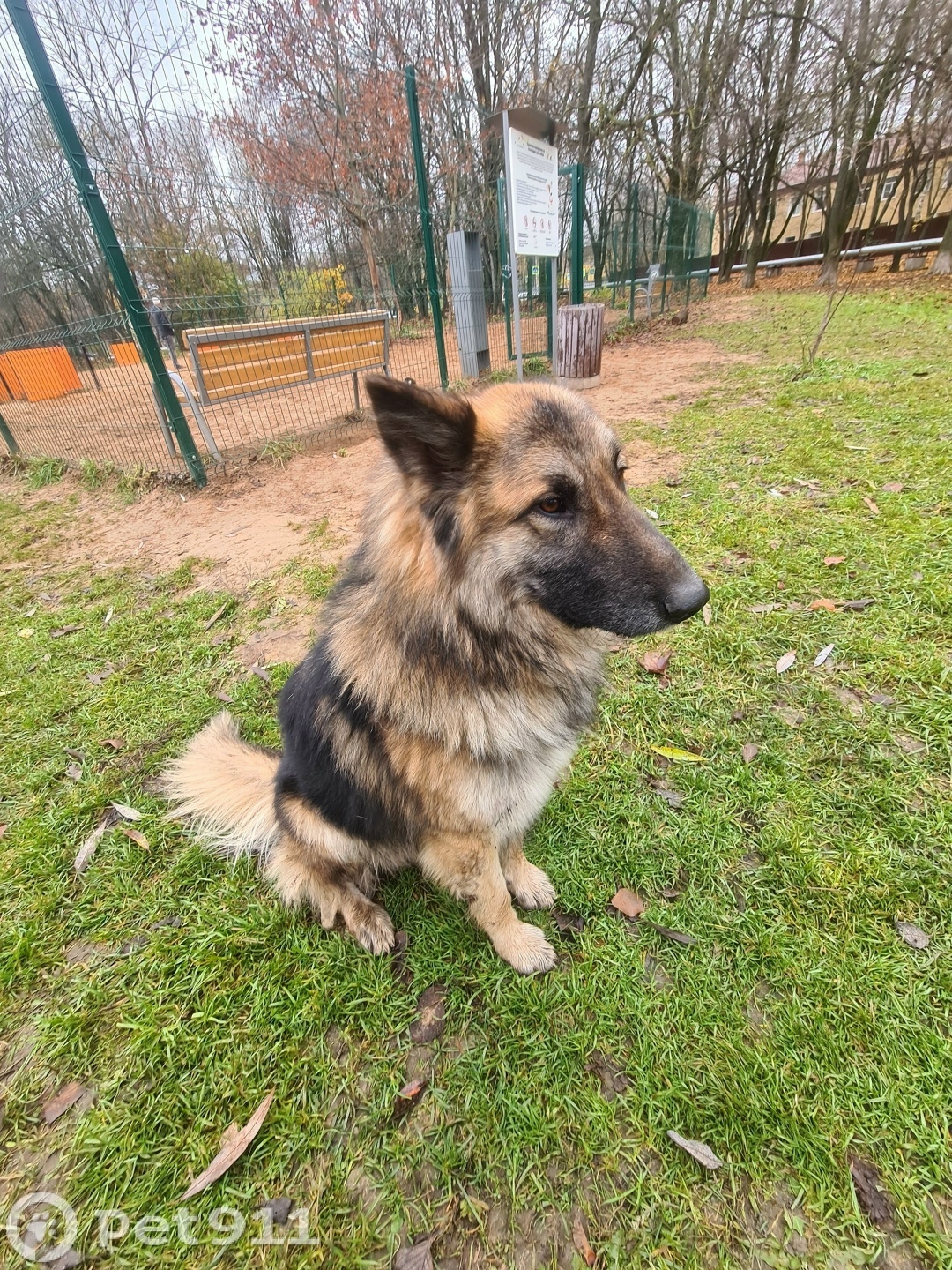Найдена собака в Вологде — фото объявления