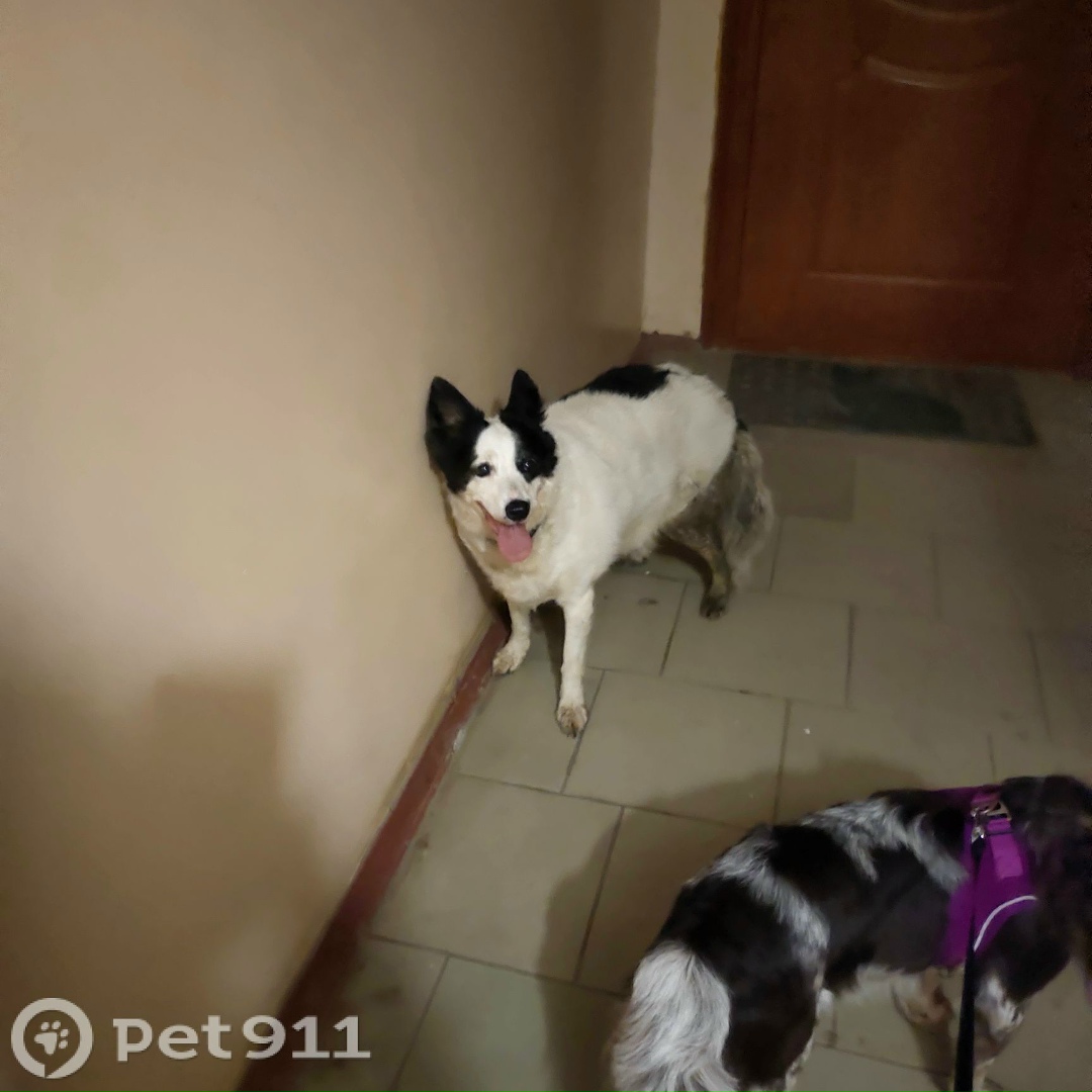 Найдена собака в Вологде — фото объявления