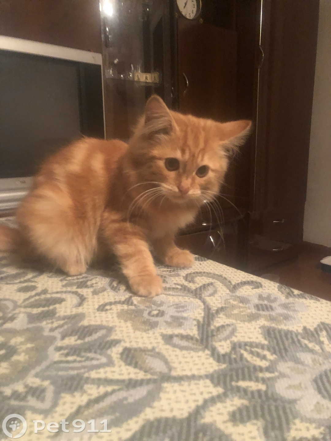 Пропала собака в Вологде — фото объявления