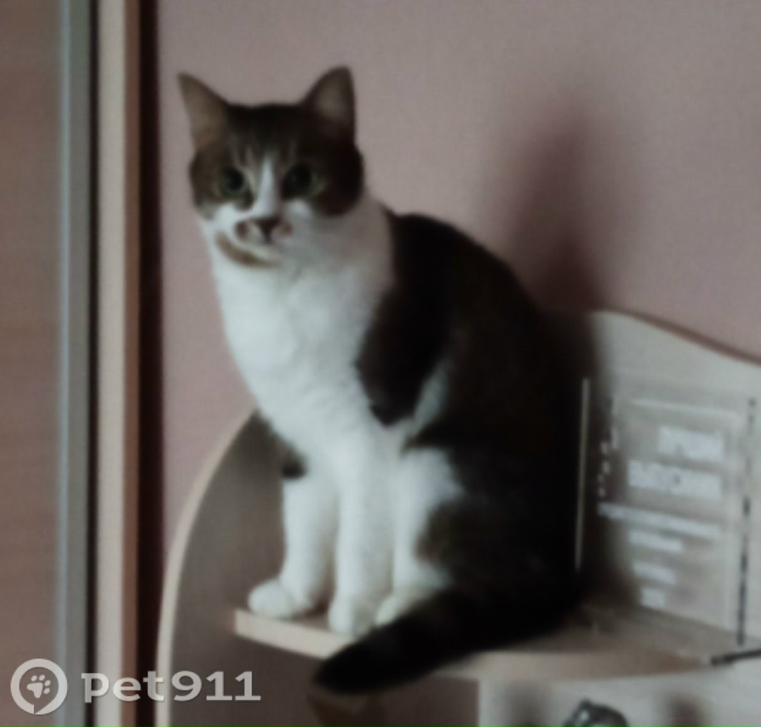 Пропала кошка в Вологде — фото объявления