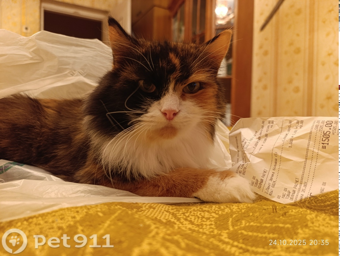 Пропала кошка в Вологде — фото объявления