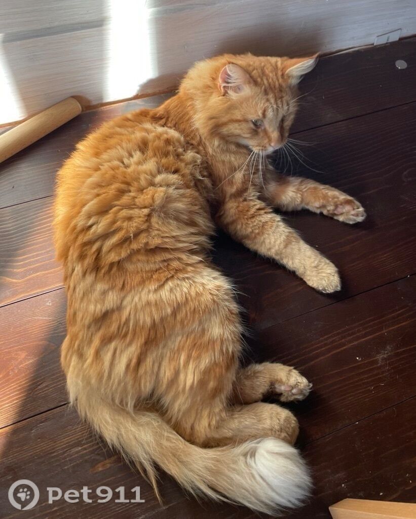 Пропала кошка в Вологде — фото объявления