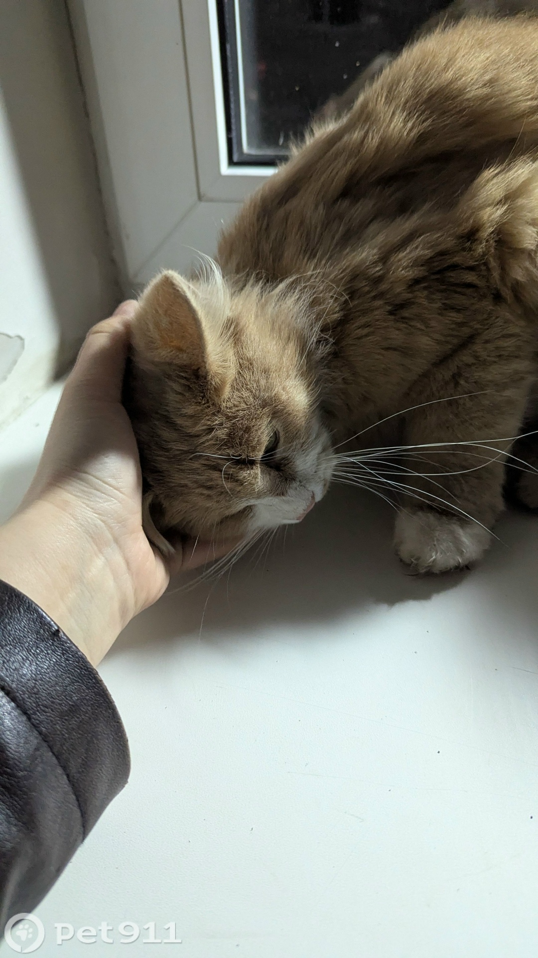 Найдена кошка в Вологде — фото объявления