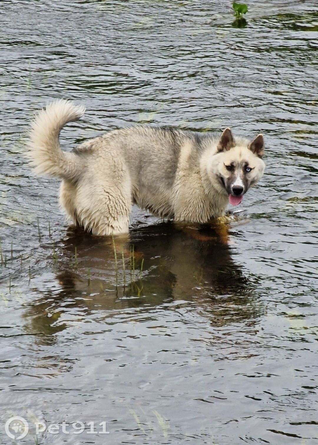 Пропала собака в Вологде — фото объявления