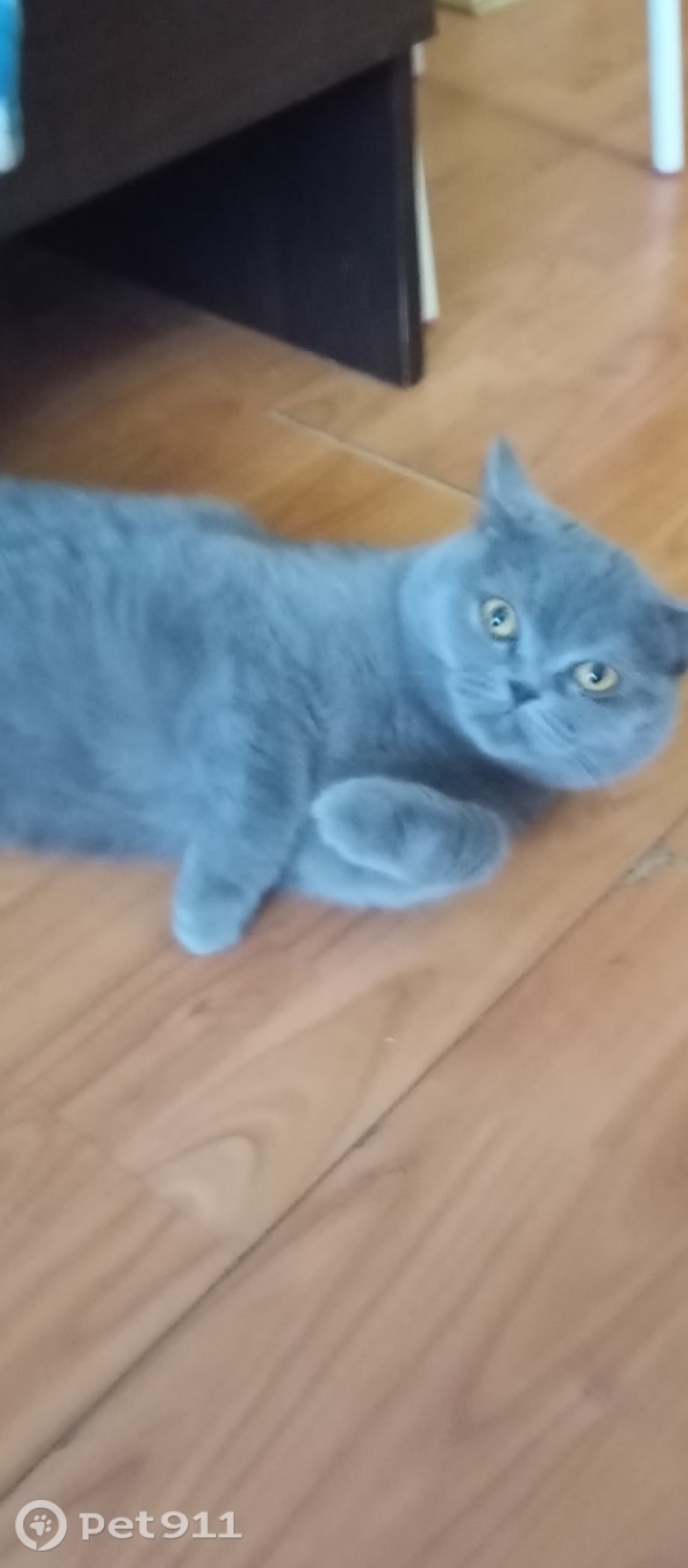 Пропала кошка в Вологде — фото объявления