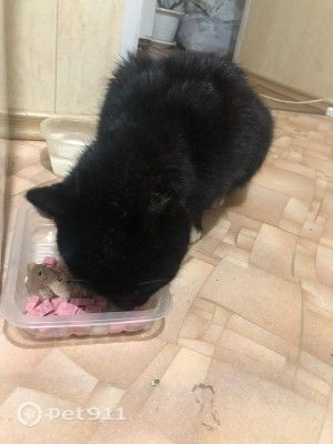 Найдена собака в Вологде — фото объявления