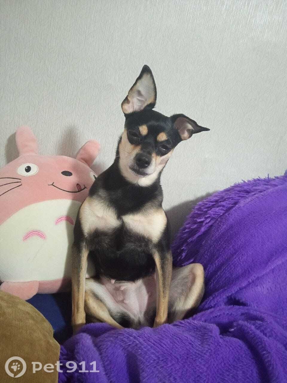 Пропала собака в Вологде — фото объявления